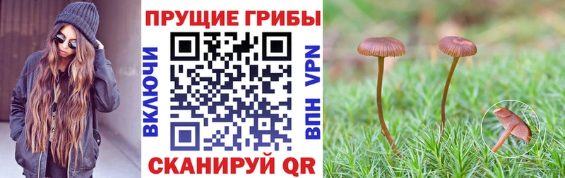 МЕГА ССЫЛКА  купить наркотик  Кашин  Псилоцибиновые грибы мицелий 